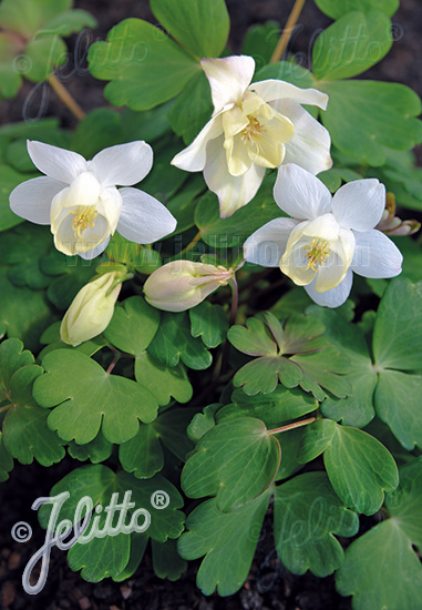 AQUILEGIA flabellata Cameo-Serie 'Cameo Weiß' Portion(en)