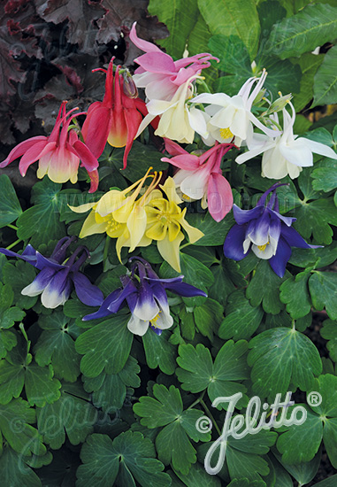 AQUILEGIA flabellata Spring Magic-Series 'Spring Magic Mix' Portion(s)