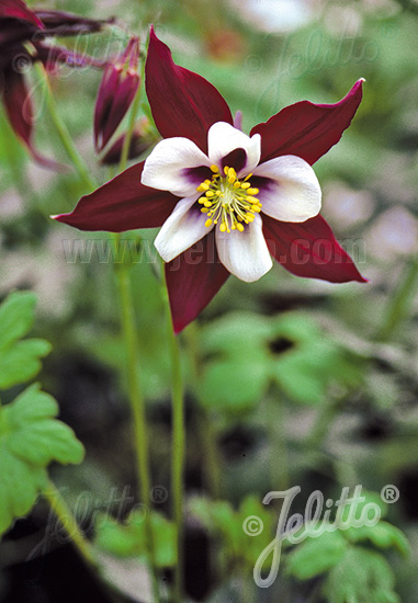 AQUILEGIA F1-Hybr. caerulea State-Serie 'Louisiana' Portion(en)