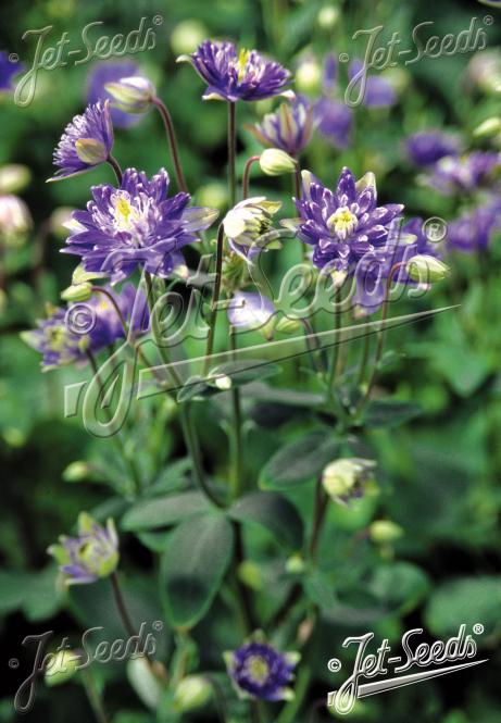 AQUILEGIA vulgaris Clementine-Series 'Clementine Blue' Portion(s)