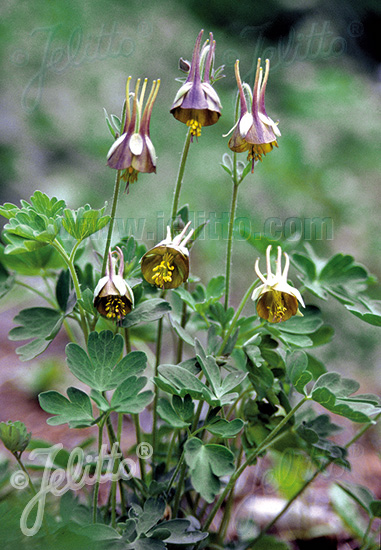 AQUILEGIA viridiflora   Portion(en)