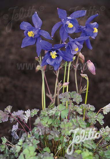 AQUILEGIA pyrenaica   Portion(s)