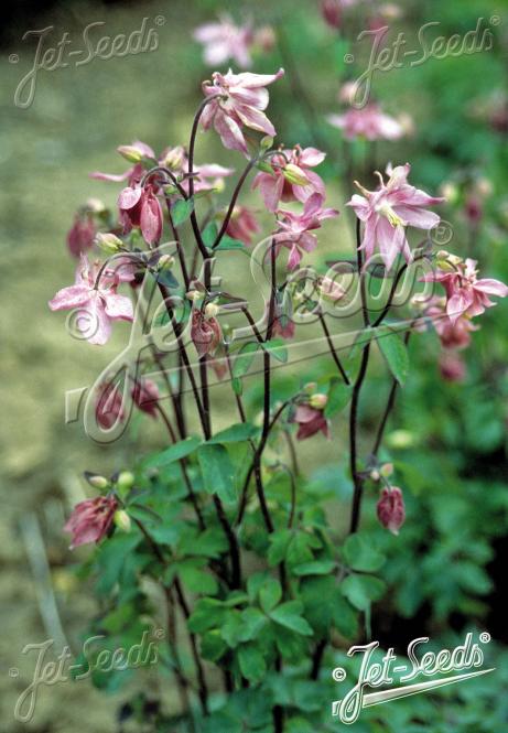 AQUILEGIA vulgaris  'Heidi' Portion(en)