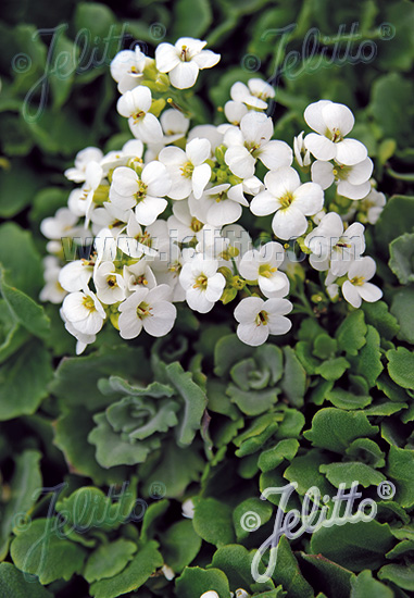 ARABIS caucasica  'Little Treasure White'(TM) Portion(en)