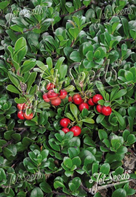 ARCTOSTAPHYLOS uva-ursi   Portion(s)