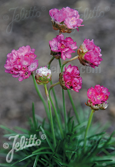 ARMERIA maritima  'Morning Star Tiefrosa' Portion(en)