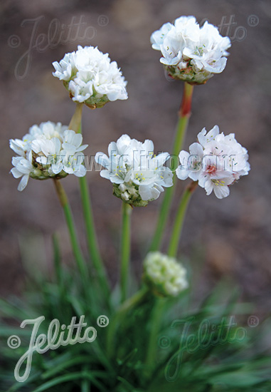 ARMERIA maritima  'Morning Star Weiß' Portion(en)