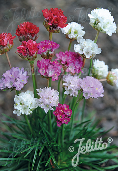 ARMERIA Maritima-Hybr.  Ornament®' Portion(en)