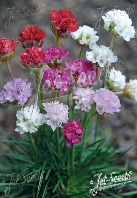 ARMERIA Maritima-Hybr.  Ornament®' Portion(s)