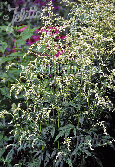 ARTEMISIA lactiflora   Portion(en)