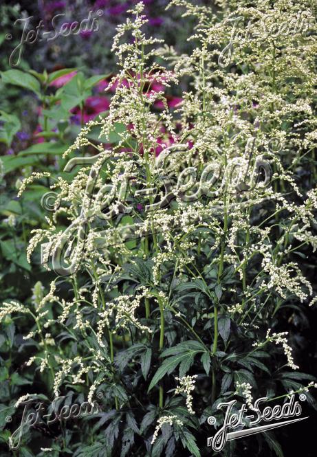 ARTEMISIA lactiflora   Portion(en)