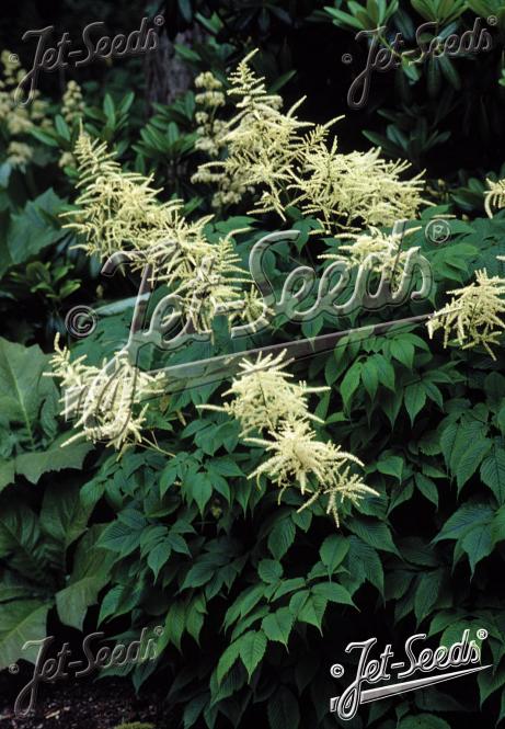 ARUNCUS sinensis   Portion(en)