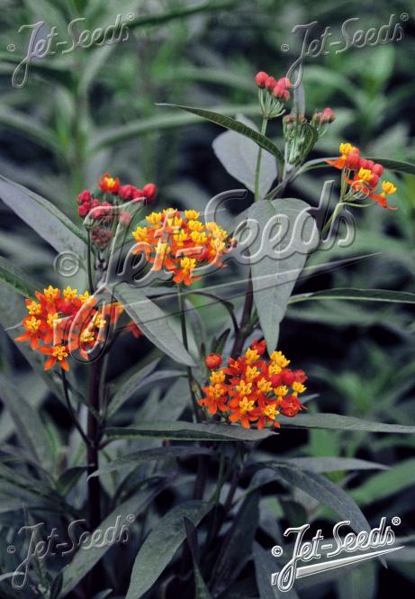 ASCLEPIAS curassavica   Portion(s)