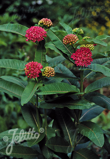 ASCLEPIAS purpurascens   Portion(en)