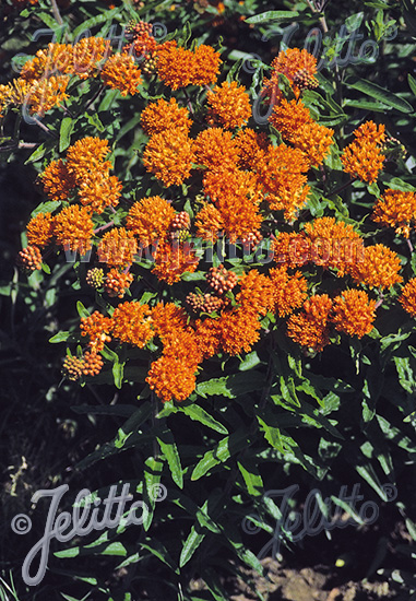 ASCLEPIAS tuberosa ssp. interior   Portion(s)