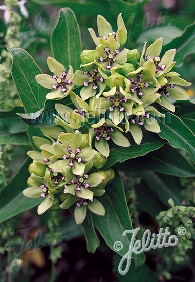 ASCLEPIAS viridis   Portion(en)