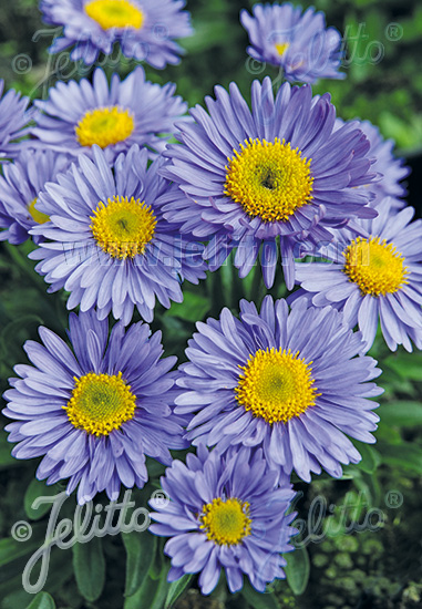 ASTER alpinus  'Goliath' Portion(en)