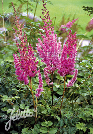 ASTILBE chinensis   Portion(en)