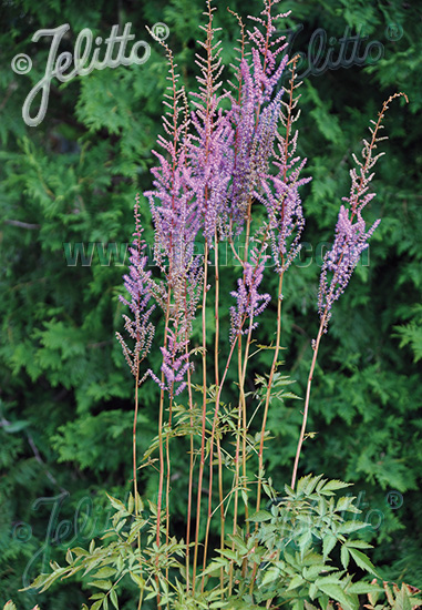 ASTILBE rivularis   Portion(en)