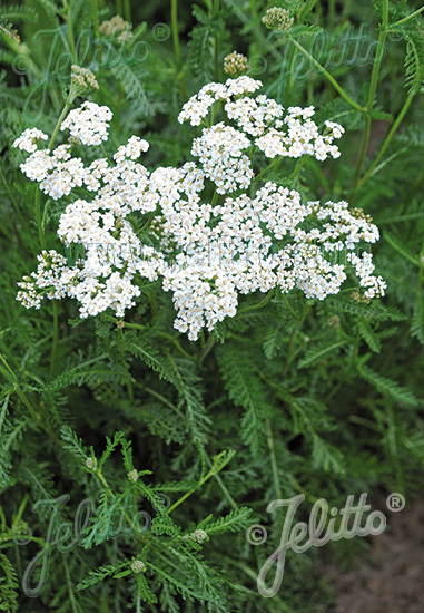 ACHILLEA millefolium  'Proa' Portion(en)