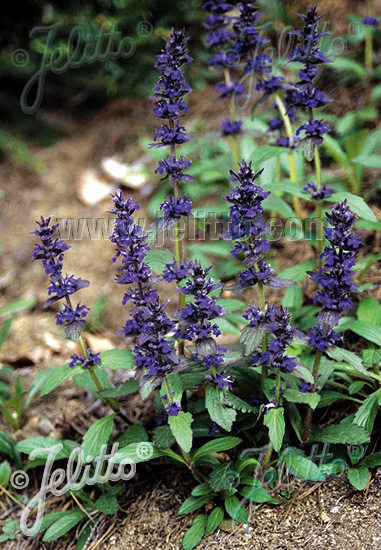 AJUGA genevensis   Portion(s)