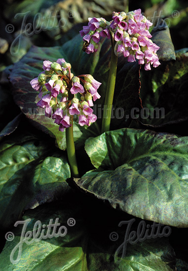 BERGENIA cordifolia   Portion(s)