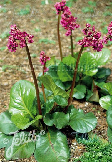 BERGENIA cordifolia  'Rotblum' Portion(en)