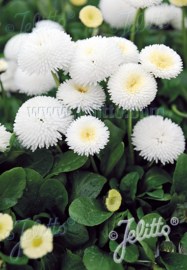 BELLIS perennis Super Pompon Serie 'Super Pompon White' Portion(en)