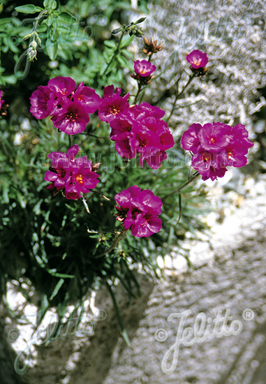 CALANDRINIA umbellata   Portion(en)