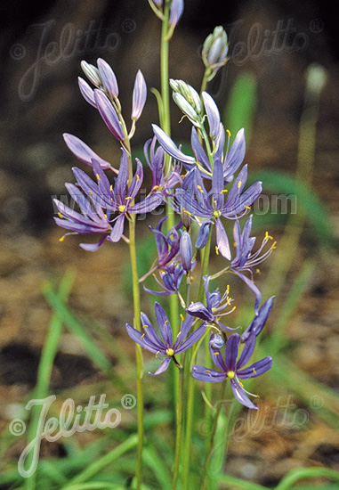 CAMASSIA quamash   Portion(en)