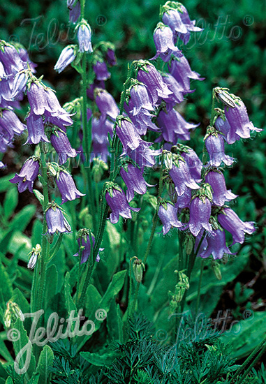 CAMPANULA barbata   Portion(en)