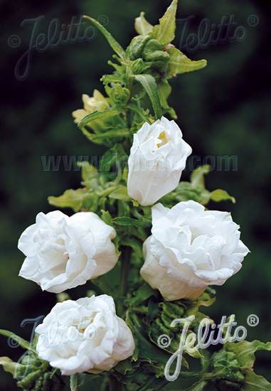 CAMPANULA medium flore plena  'Weiß gefüllt' Portion(en)