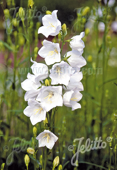 CAMPANULA persicifolia  'Grandiflora Alba' Portion(s)