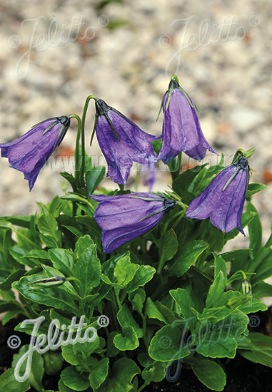 CAMPANULA pulla  'Blue Drops' Portion(en)