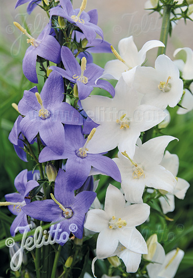 CAMPANULA pyramidalis  Mixture Portion(s)