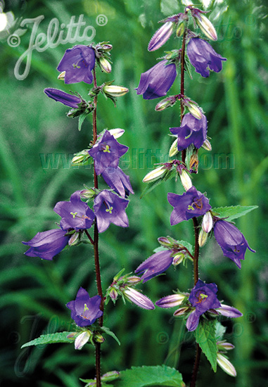 CAMPANULA trachelium   Portion(en)