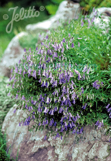 CAMPANULA waldsteiniana   Portion(en)