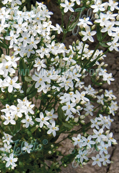 CENTAURIUM erythraea f. album   Portion(en)