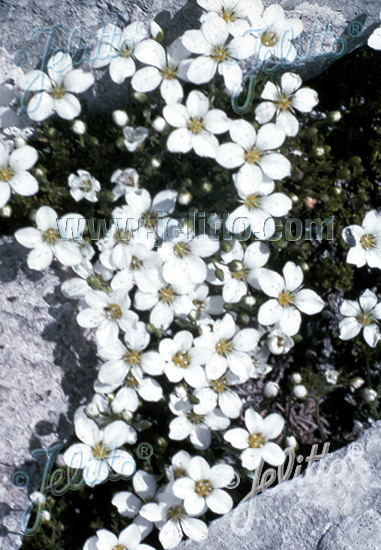 CERASTIUM grandiflorum   Portion(en)