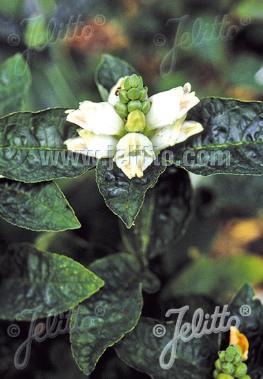 CHELONE glabra   Portion(s)