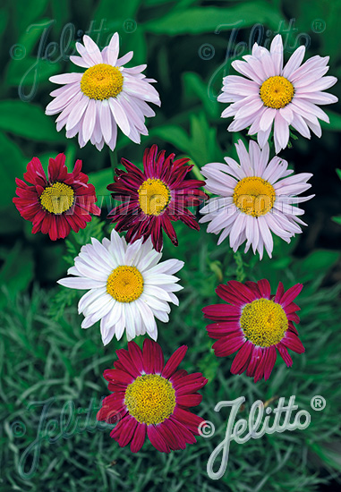 TANACETUM coccineum  'Robinson Giant Mixture' Portion(s)