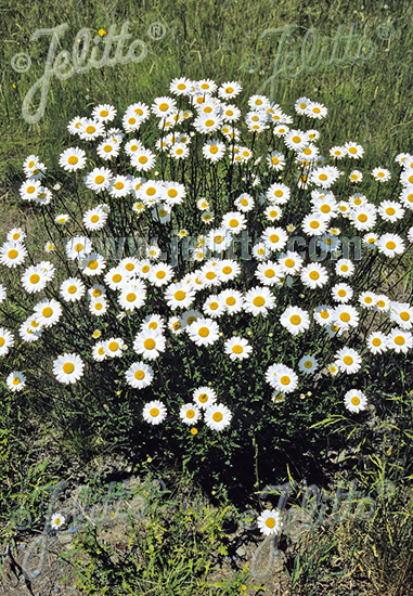 LEUCANTHEMUM vulgare   Portion(en)