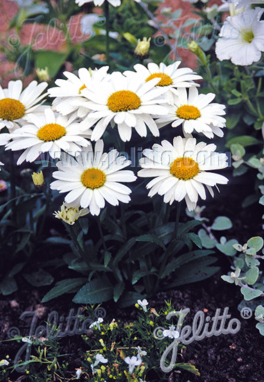 LEUCANTHEMUM x superbum Nanus  'Dwarf Snow Lady' Portion(en)