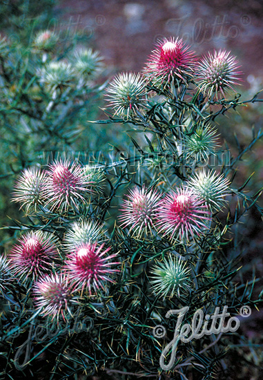 CIRSIUM echinocephalum   Portion(s)