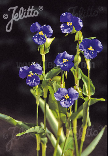 COMMELINA coelestis   Portion(s)