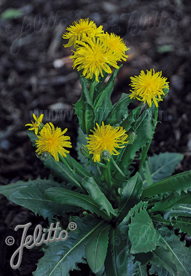 CREPIS pyrenaica   Portion(en)