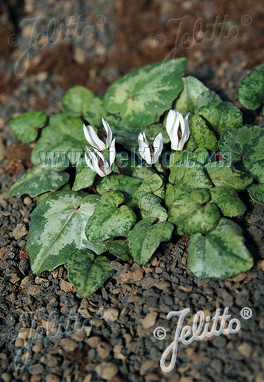 CYCLAMEN balearicum   Portion(en)