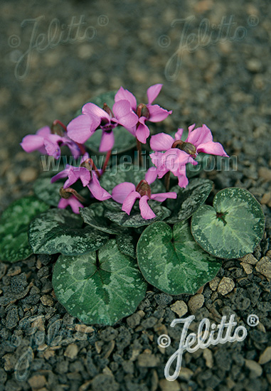 CYCLAMEN alpinum   Portion(en)