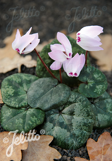 CYCLAMEN libanoticum   Portion(en)