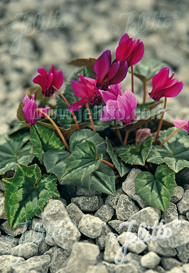 CYCLAMEN hederifolium f. rubriflorum   Portion(en)